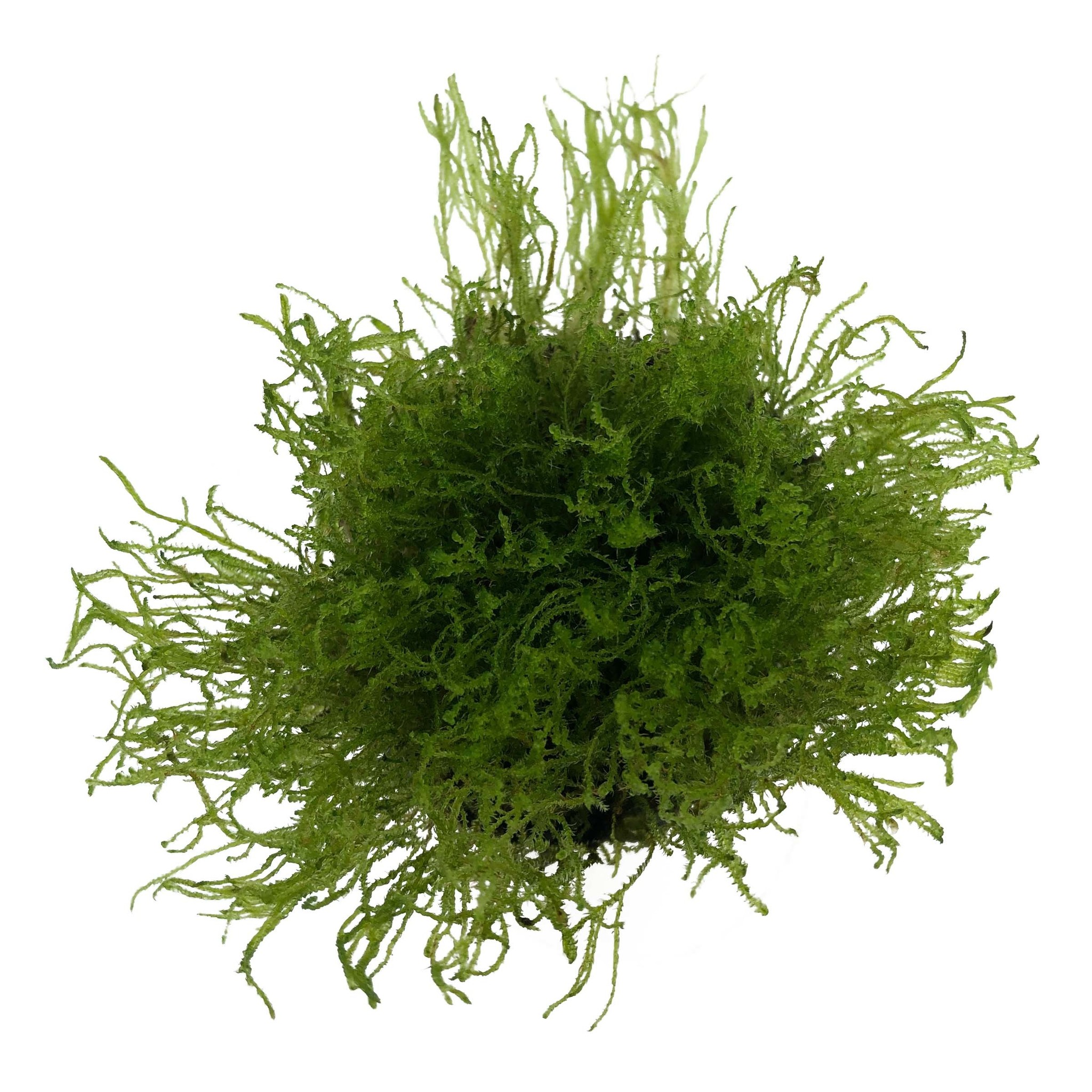 Taxiphyllum Alternans (Taiwan moss) in vitro bakje