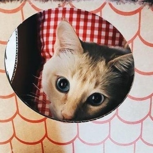 Casinha de papelão marrom para gatos da Frankie