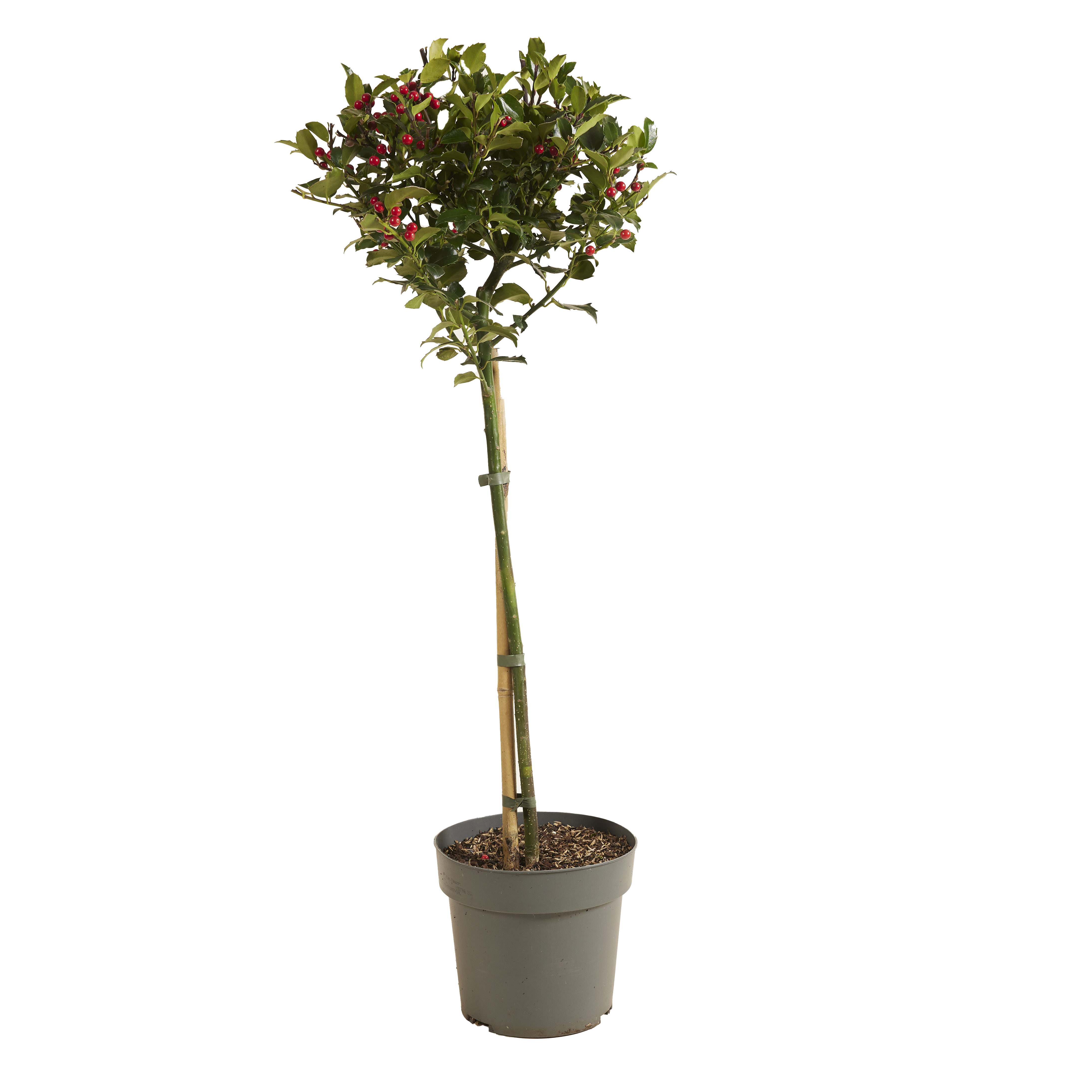 Ilex meserveae 'blue maid' - houx bleu - facile d'entretien - résistant à l'hiver - ⌀19 cm - ↕100 cm