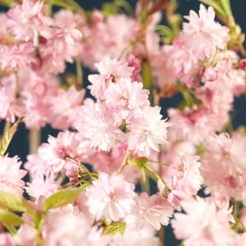 Prunus (Sato-zakura-Group) 'Kiku-shidare-zakura' Japansk hengekirsebær 'Kiku-shidare-zakura' på stamme Høyde 150-190 cm