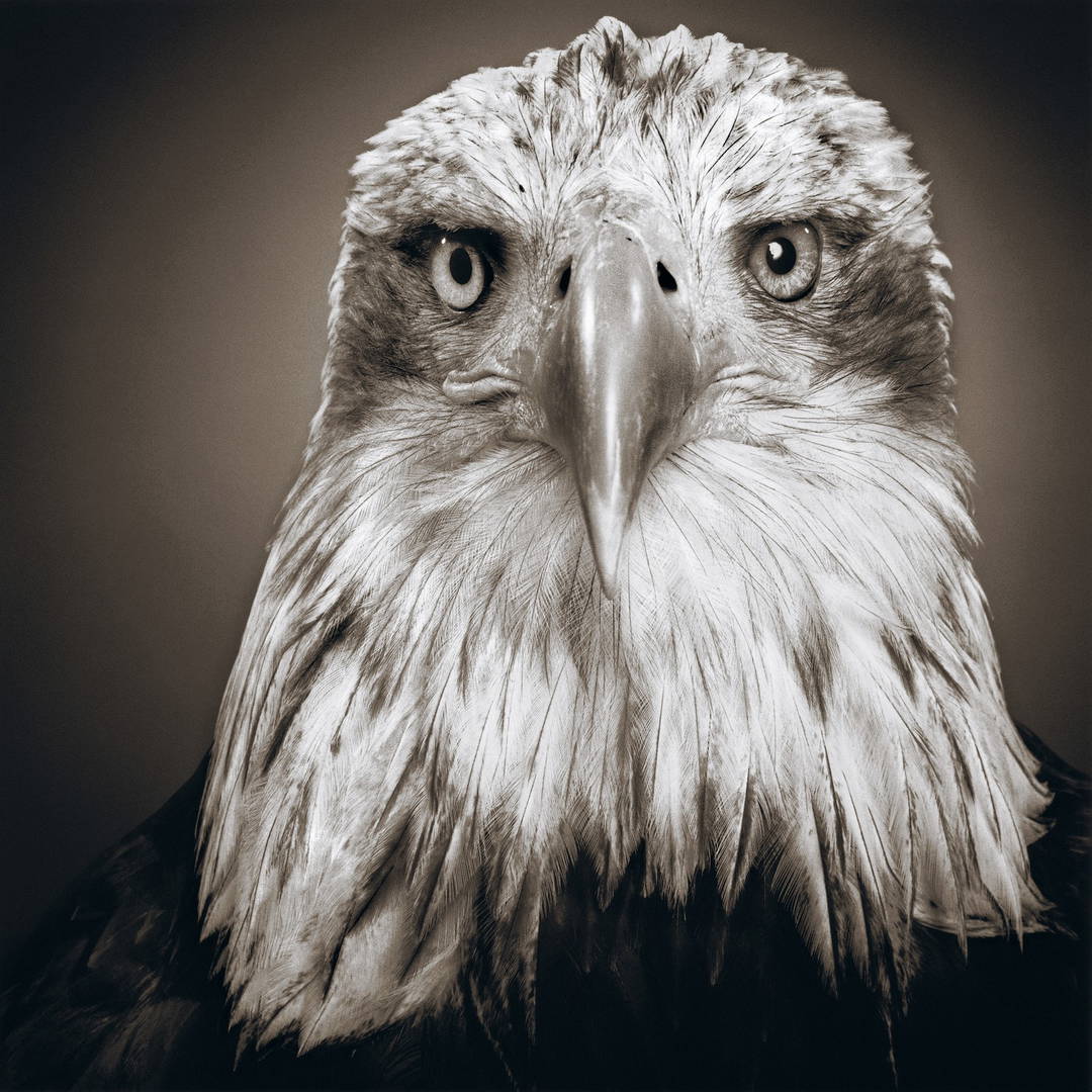 Bonnie by Alexander Von Reiswitz - Limited Edition. Edition of: 100. Signed.