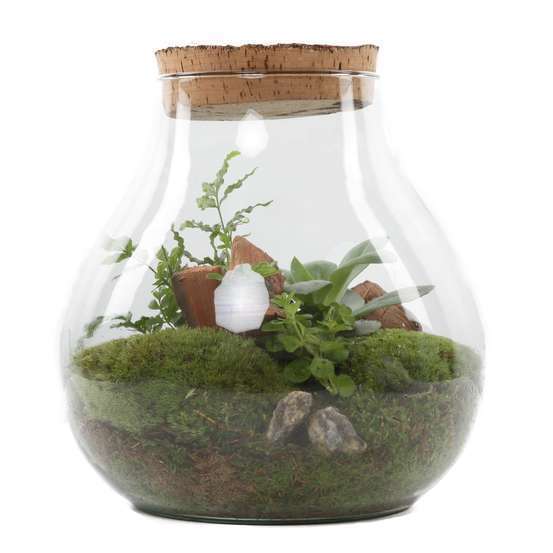 Terrarium plantes vertes, avec bouchon vieilli