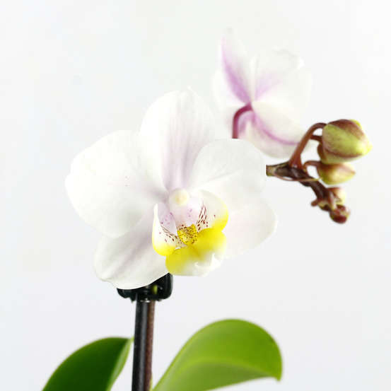 Orchidée Phalaenopsis 1 tige - pot D.6 cm
