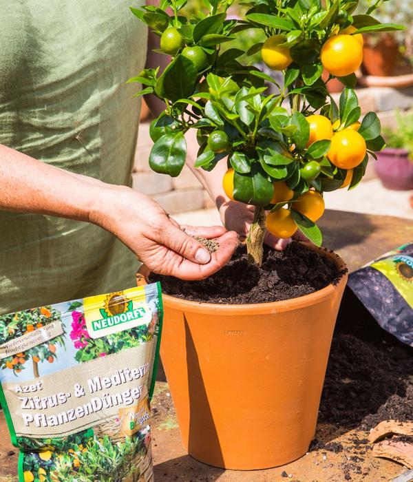 Neudorff Azet® Zitrus- und mediterraner