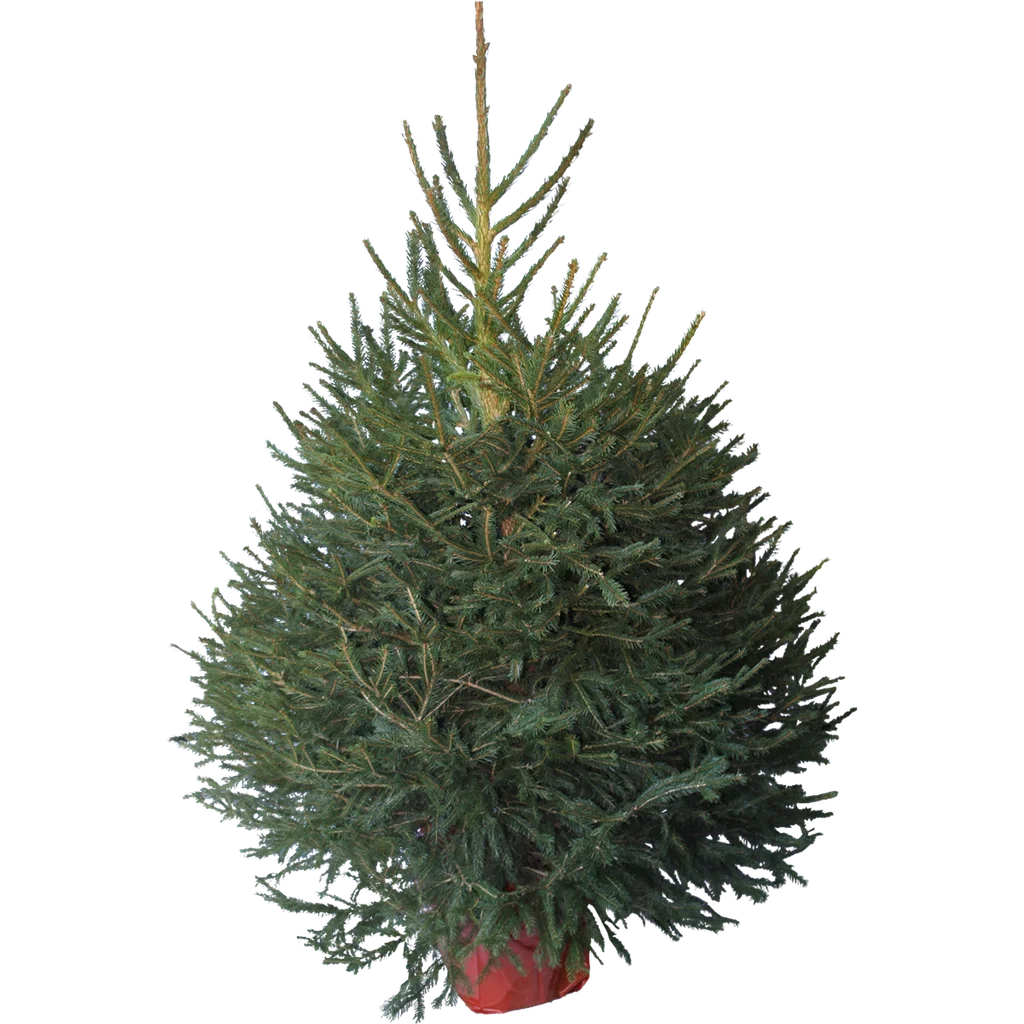 Picea abies Gran i potte Høyde 130 cm