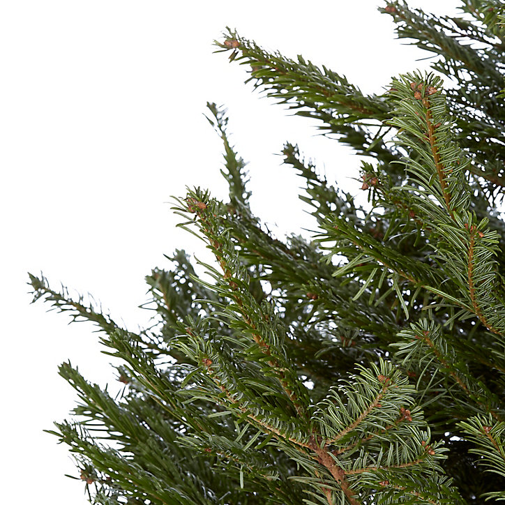 Sapin naturel Nordmann h.160/200 cm