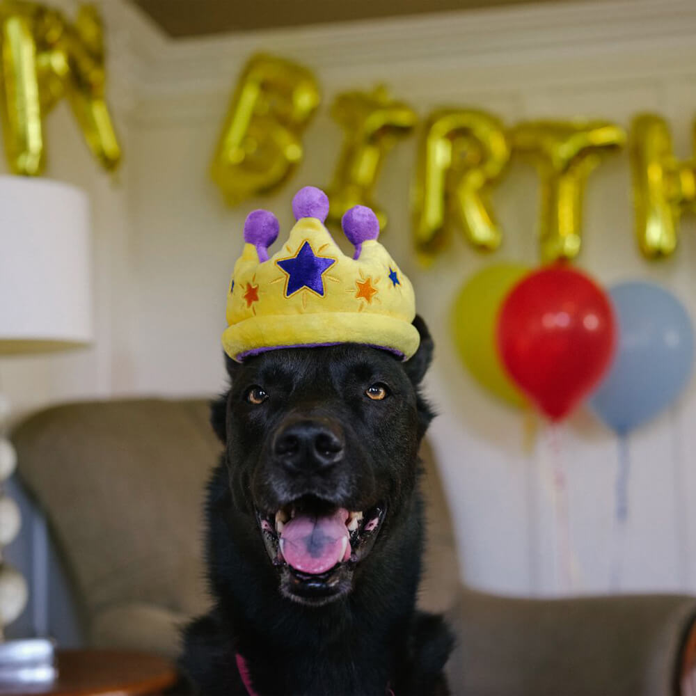 P.L.A.Y. Pet Party Time Collection - Canine Crown
