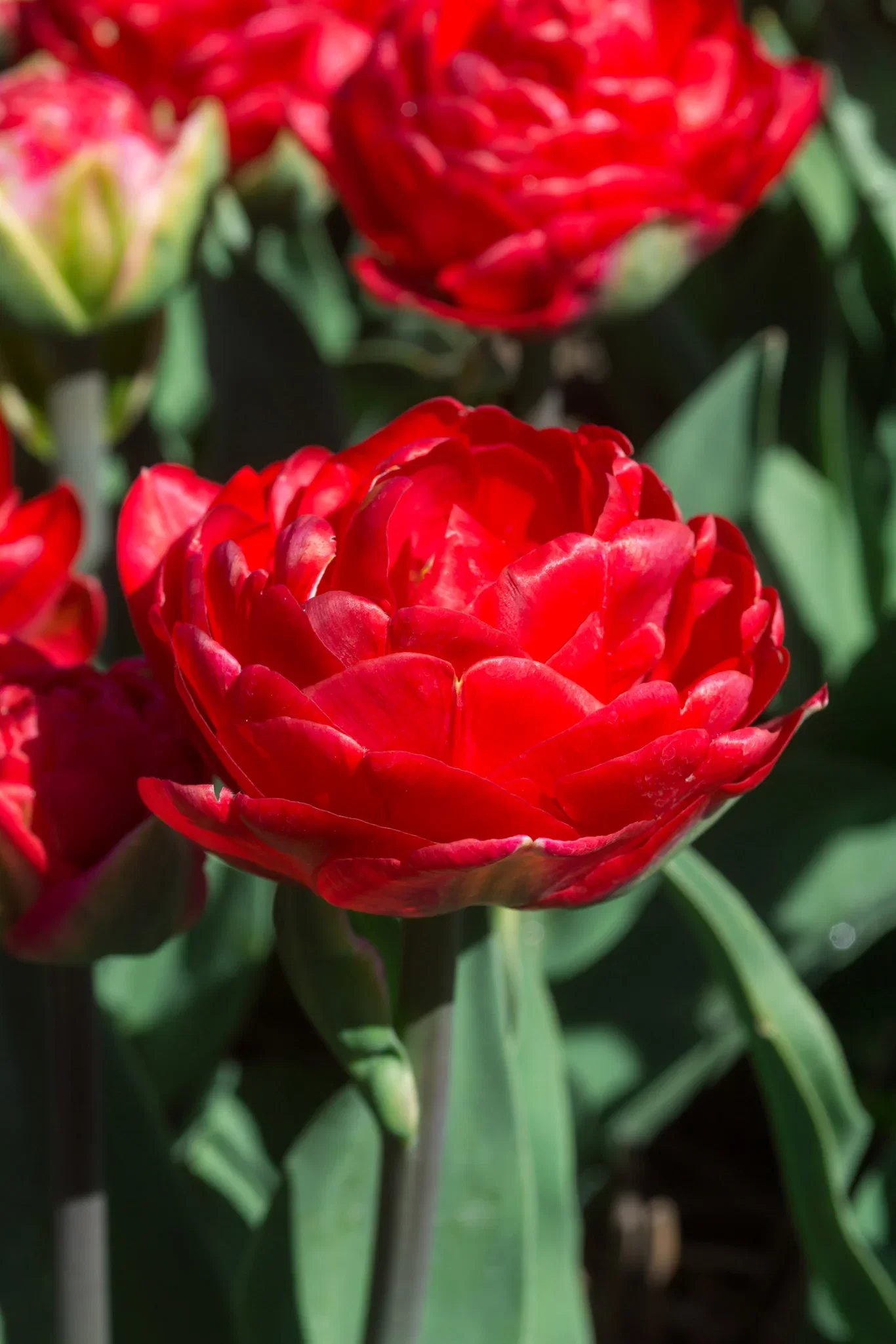 Tulipa gesneriana 'Pamplona' Tulipan 'Pamplona'