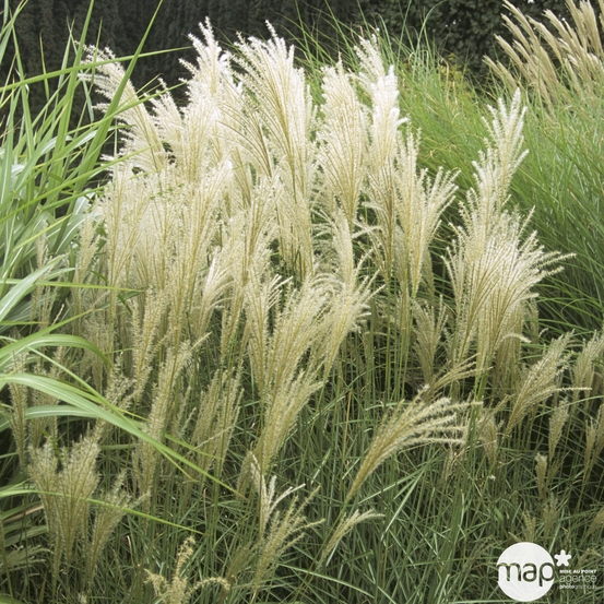 Miscanthus variés:pot 7L