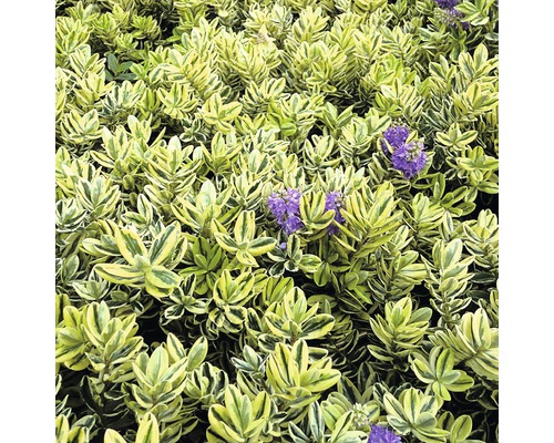 Heester Veronica FloraSelf Hebe andersonii 'Garden Dream Quatro' Ø 23 cm pot