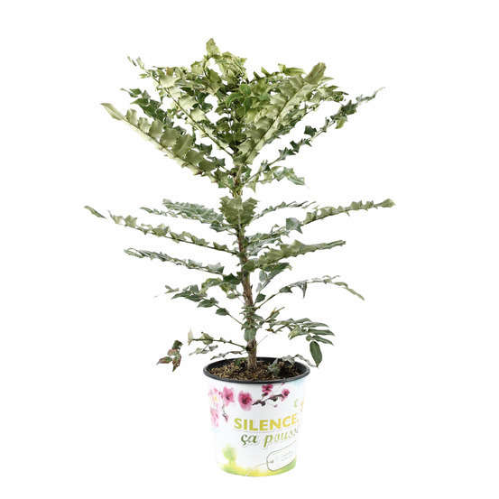 Mahonia x media ' Winter Sun ' : ctr 5 L Couleur