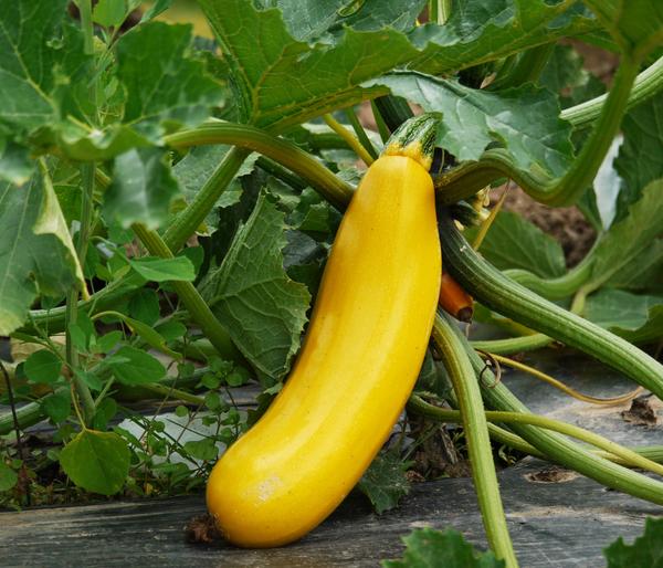Bioland Zucchini