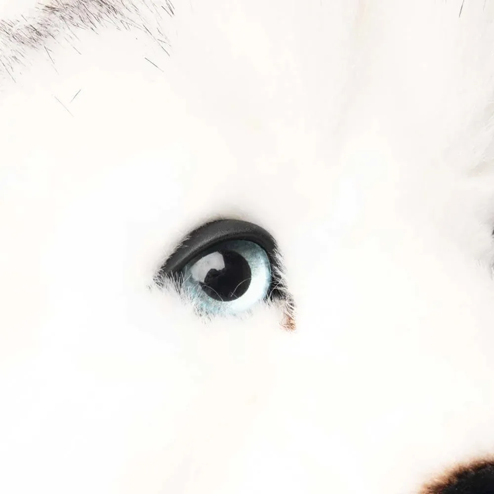 Ma peluche Husky Léonard La Pelucherie