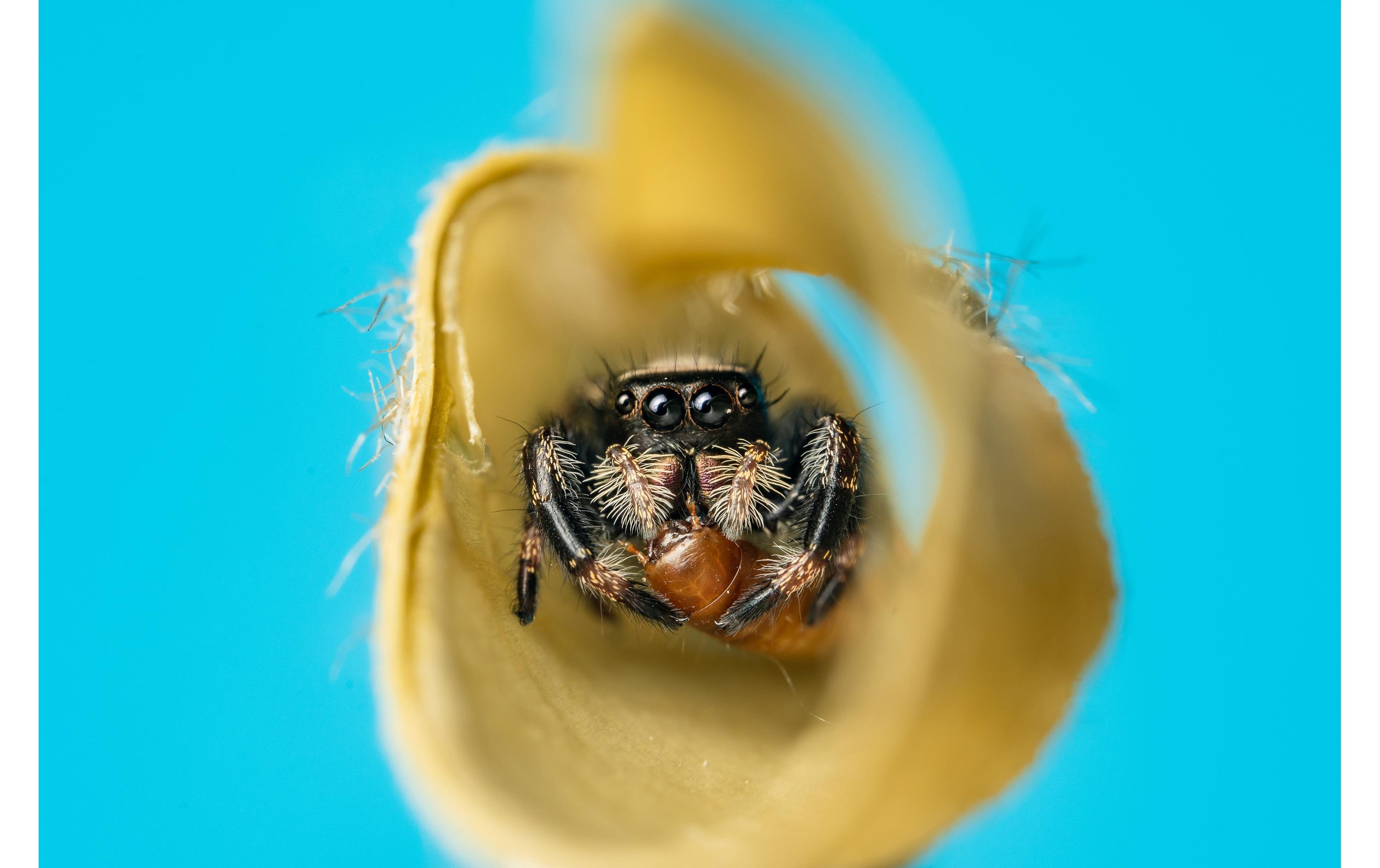 Festbrennweite 58 mm f/2.8X Ultra Macro APO – E-Mount<br>Makro-/Porträtobjektiv mit Innenfokussierung