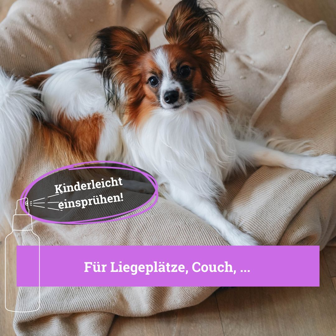 BeG Buddy Umgebungsspray mit Lavendel Hunde, Relax