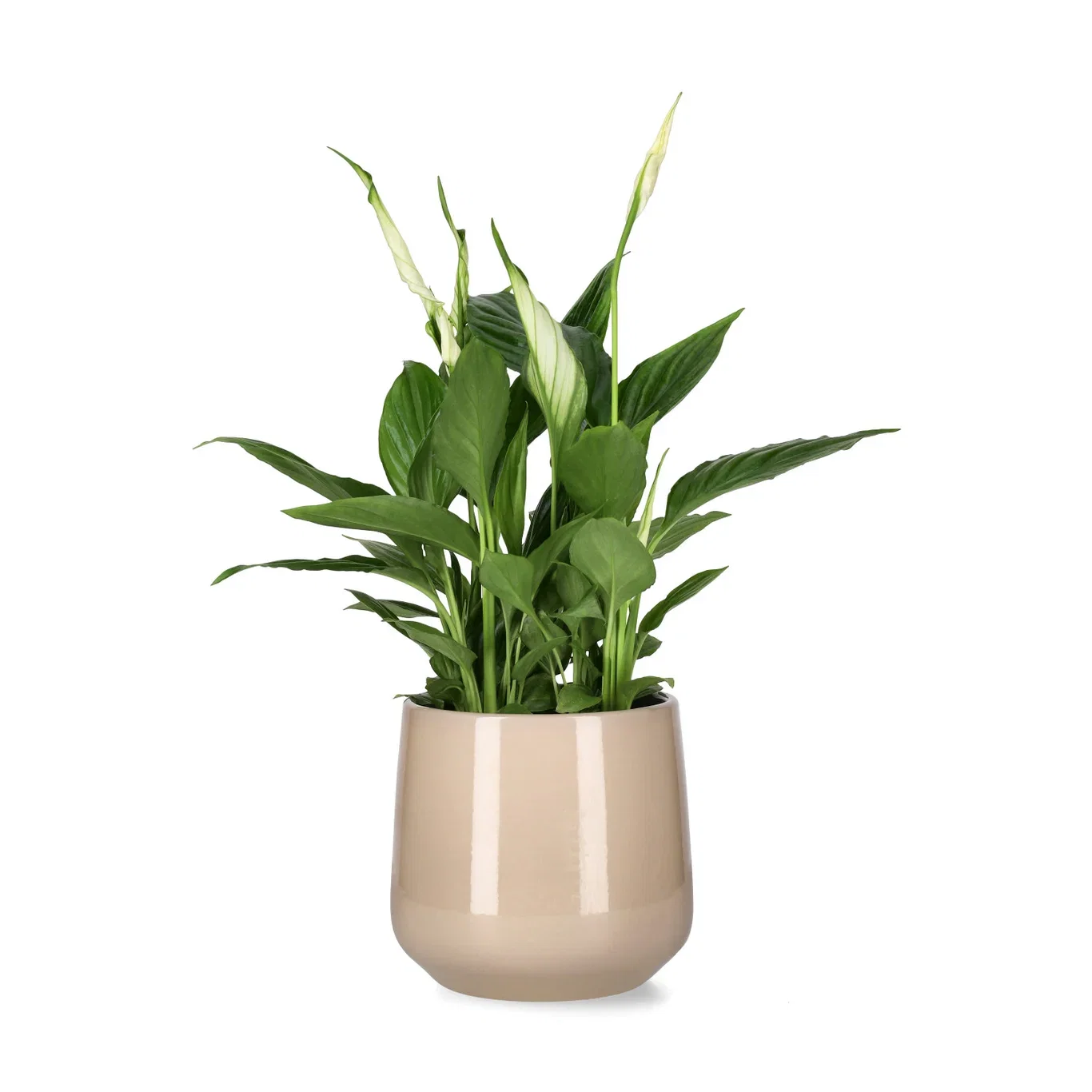 Spathiphyllum 'Torelli' Fredslilje Høyde 45 cm