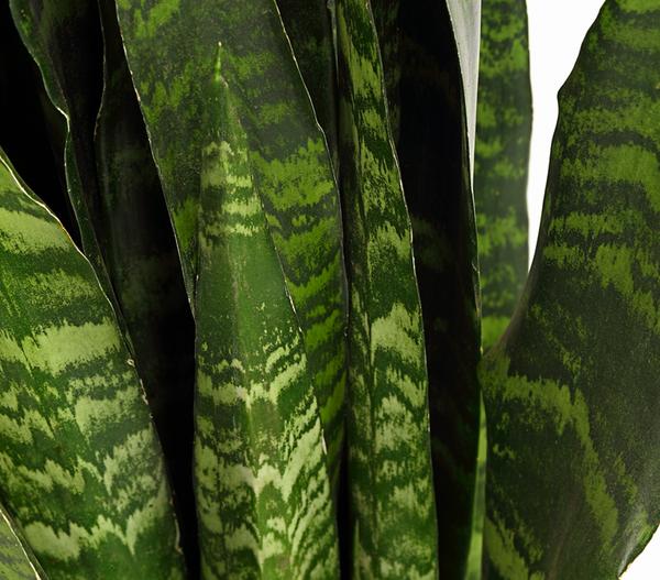 Bogenhanf - Sansevieria 'Black Coral'