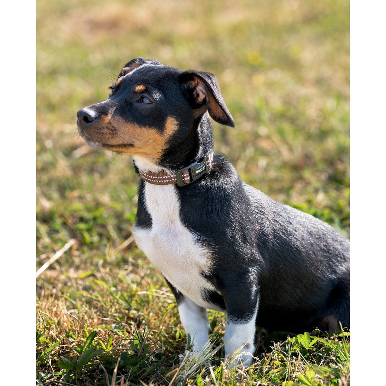 Lionto verstellbares Hundehalsband braun XS