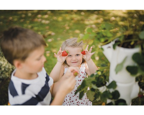 Aardbeienboom Gusta Garden Sissi Strawberry - Starterset met 4 lagen