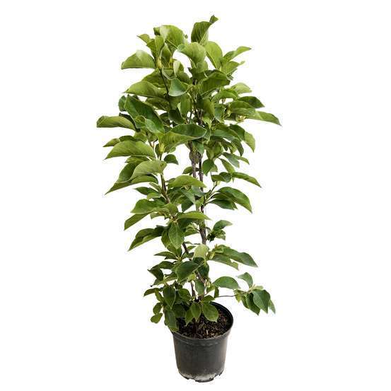Magnolia Soulangeana : pot de 10L - H. 100/125 cm