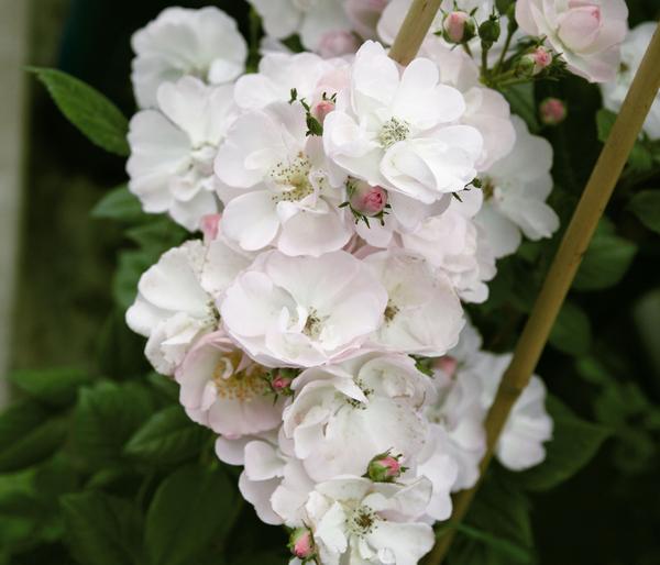 Ramblerrose 'Perennial Blush®'