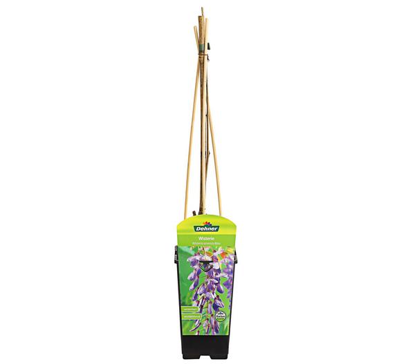 Chinesischer Blauregen - Wisterie, blau