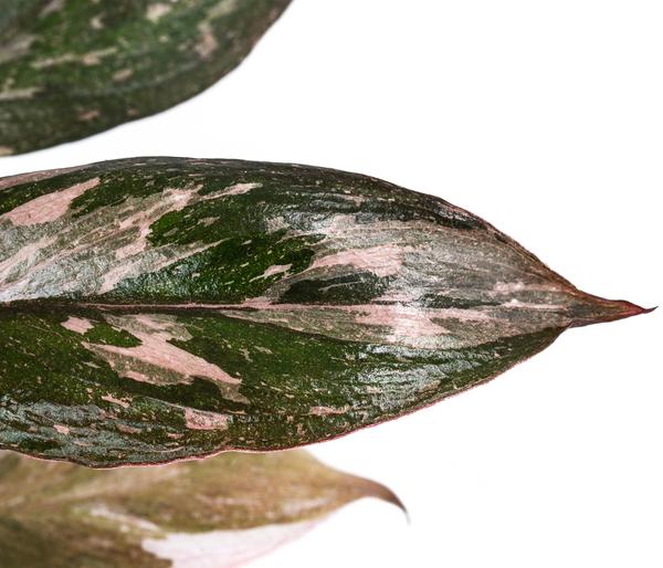 Zimmerpflanzen-Set Märchenwald, 3-teilig