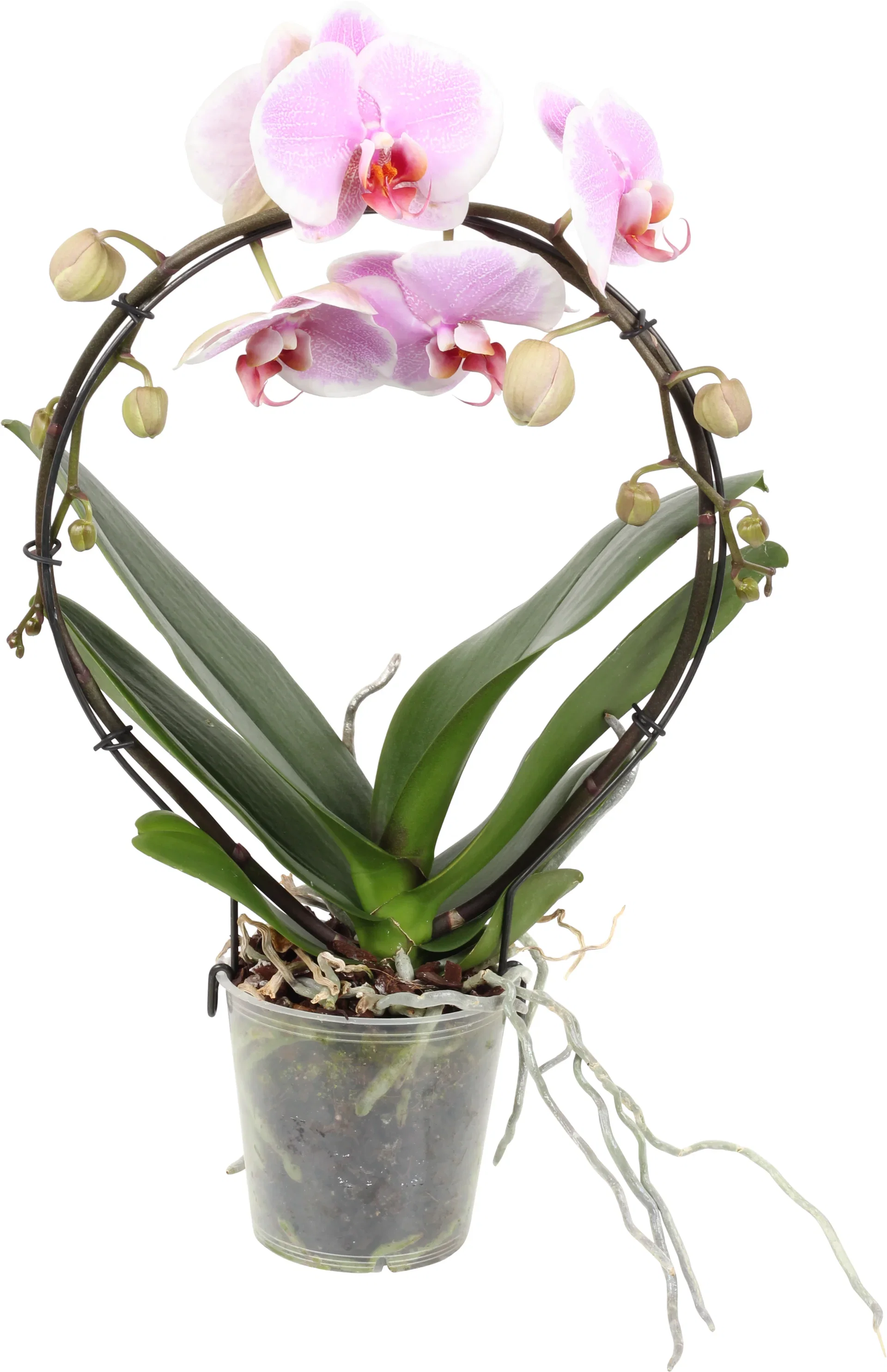 Phalaenopsis hybrid Orkidé på bøyle Høyde 40 cm