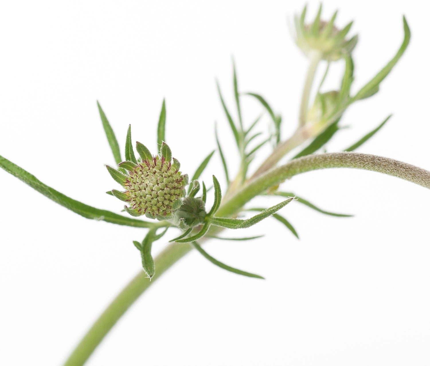 Duifkruid (Scabiosa columbaria 'Butterfly Blue') D 11 H 10 cm