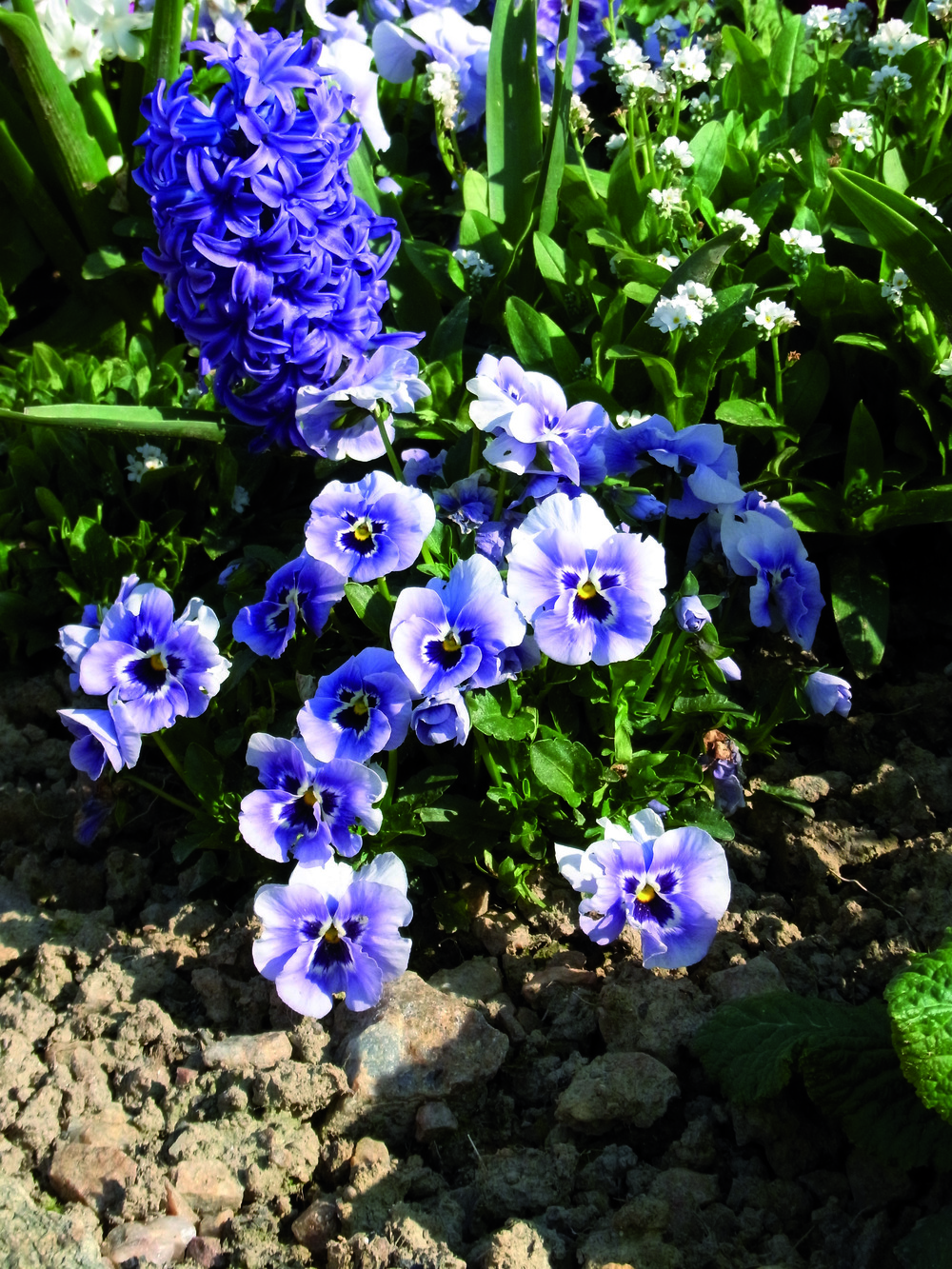 Plant de pensee pot 10,5 cm