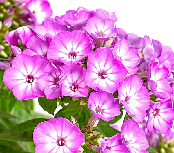 Stauden-Phlox, verschiedene Sorten