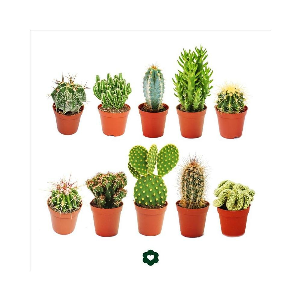 10 cactus différents 5,5cm pot dans un ensemble