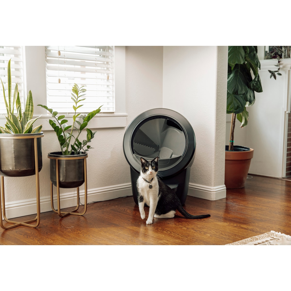 Whisker Litter-Robot 4 Automatic Cat Litter Box - Svart
