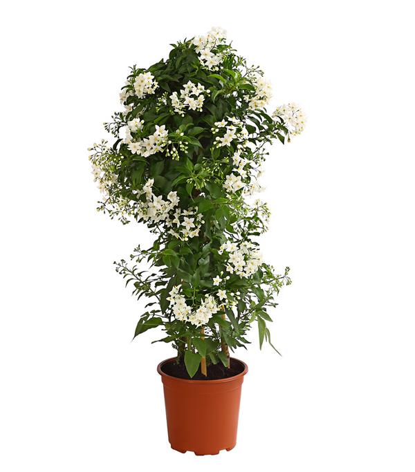 Jasminblütiger Nachtschatten, Säule