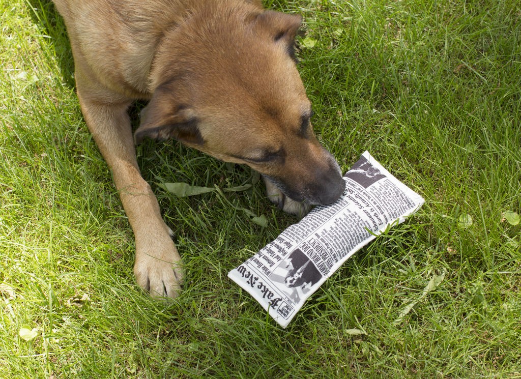 Doggy Fake News Toy (DIG05)