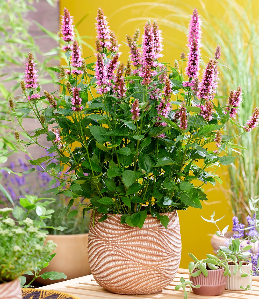 Agastache 'Beelicious® Pink'