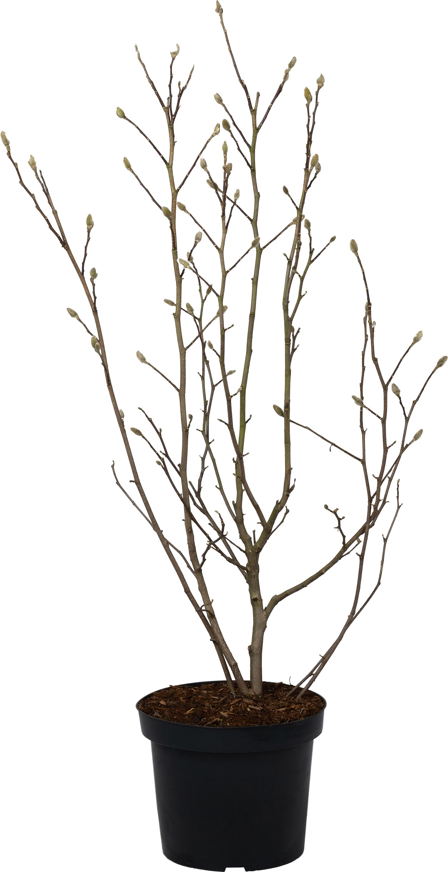 Stermagnolia (Magnolia stellata) D 27 H 80 cm