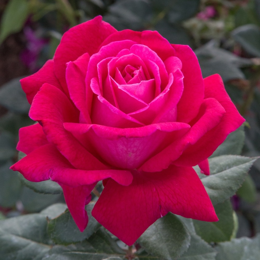 Rosier elegance ® française meithatie le pot de 3l