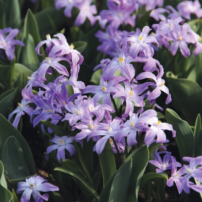 Blumenzwiebeln zum Verwildern