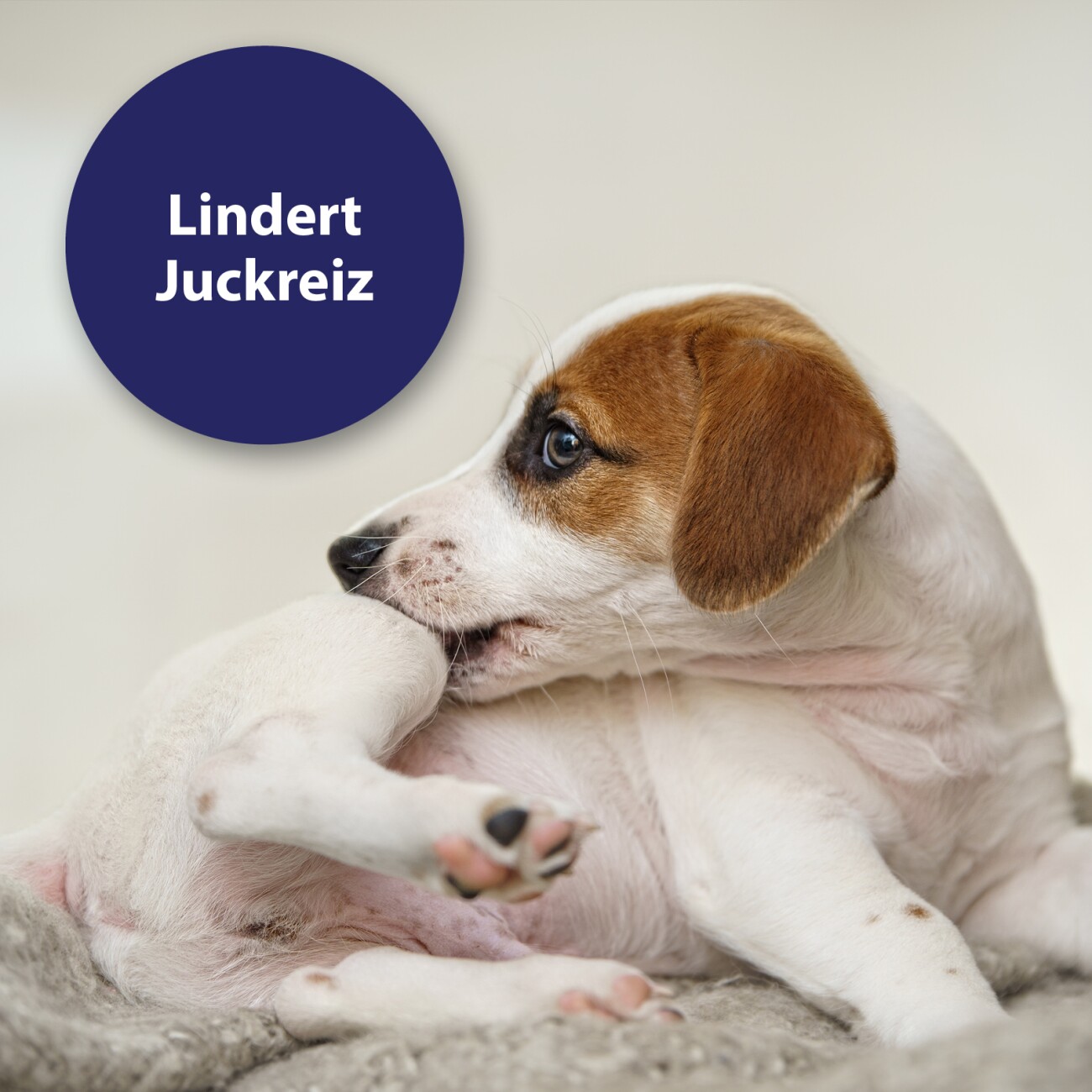 noms+ Silberspray für Hunde & Katzen 50ppm | Wundpflege & Wundspray für Hunde & Katzen | Pflegespray | kolloidales Silber Spray bei Hot Spot | Hund Silberspray zur Wundheilung & Hautpflege