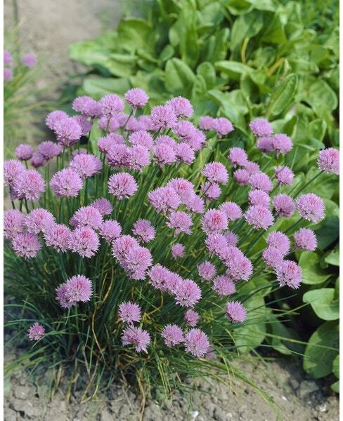 Bieslook (Allium schoenoprasum) D 9 H 10 cm