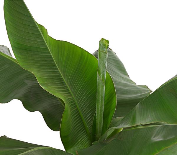 Banane