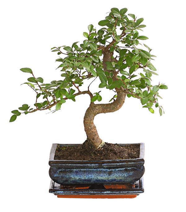 Bonsai Japanische Zelkove - Zelkova serrata