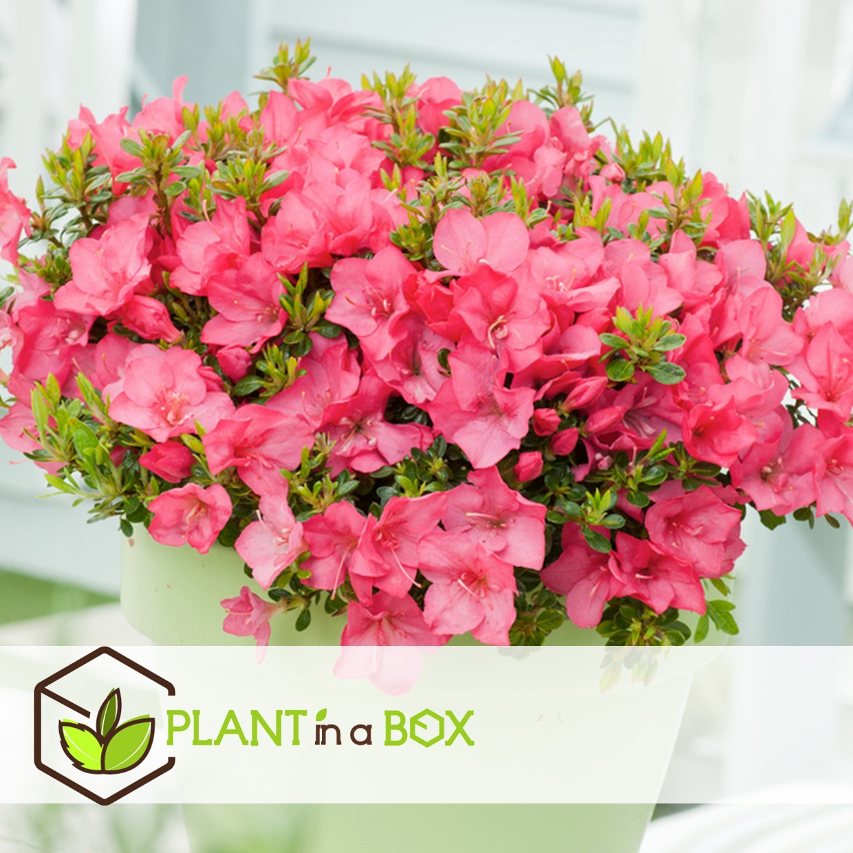 Rhododendron - azalea anouk japon - set de 2 - pot 17cm - hauteur 25-40cm