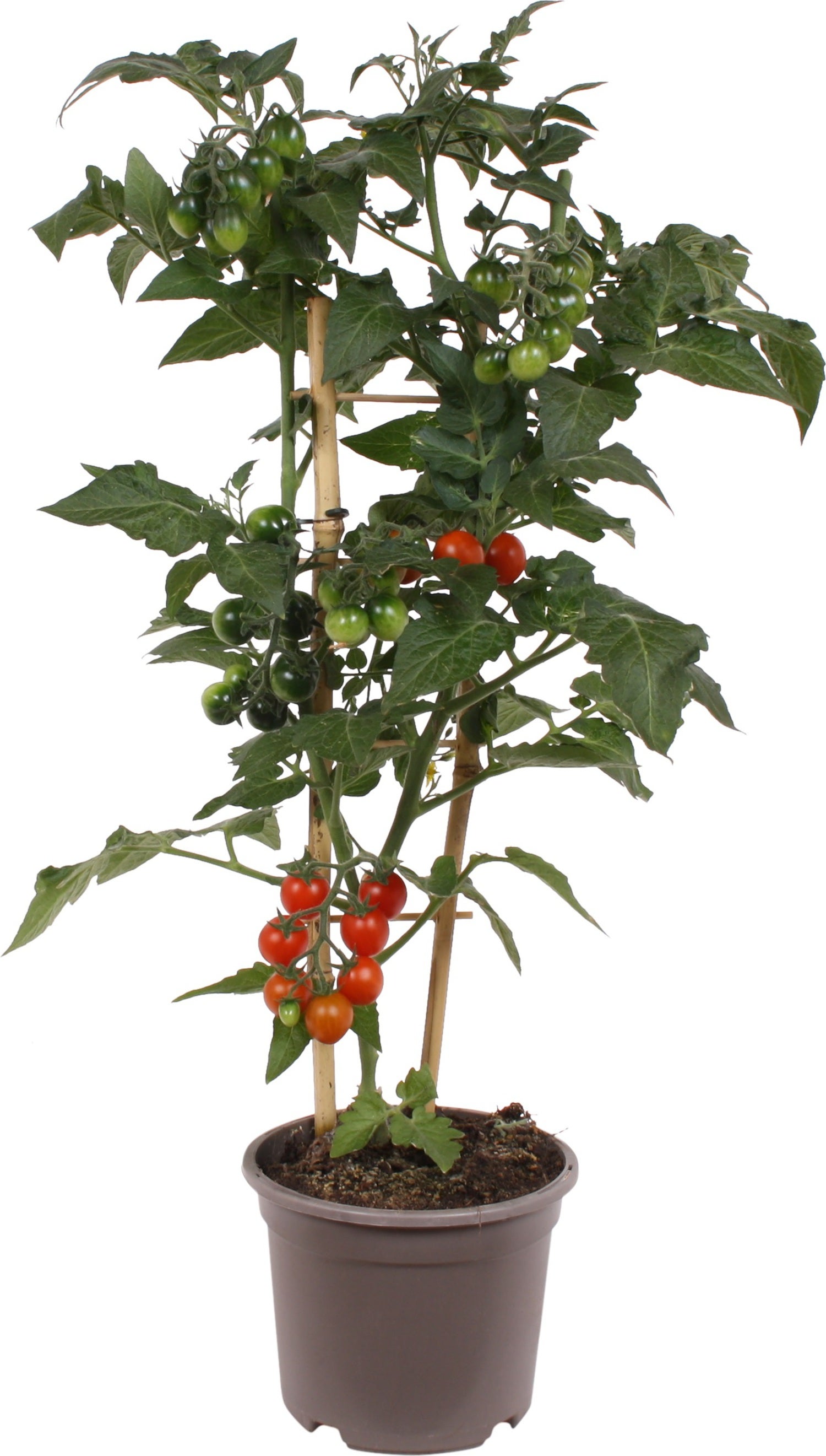 Snoep tomaatje (Solanum lycopersicum) D 14 H 50 cm