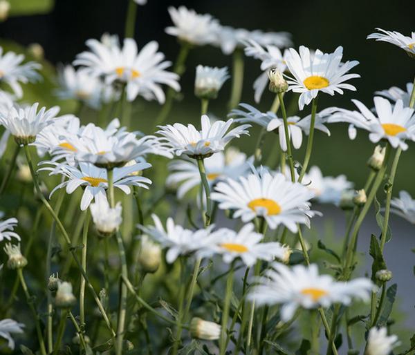Bio Zwerg-Margerite 'Dwarf Snow Lady'
