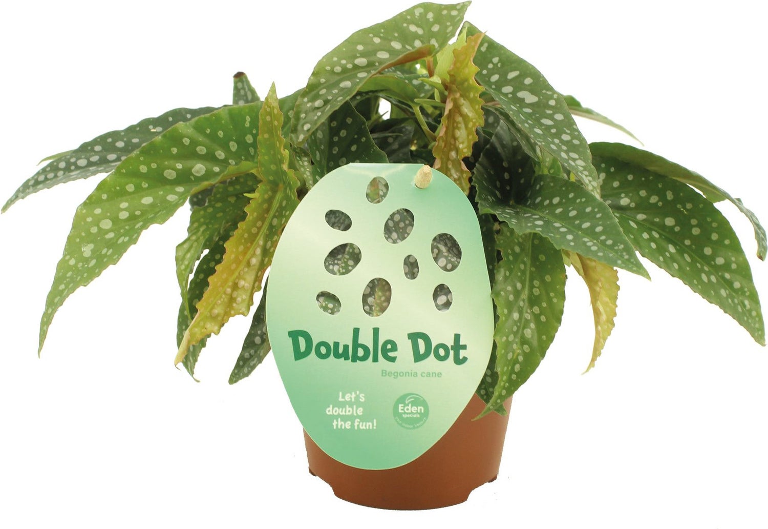Stippenbegonia (Begonia 'Double Dot') D 12 H 20 cm