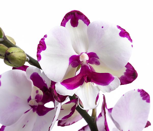 Schmetterlingsorchidee - Phalaenopsis