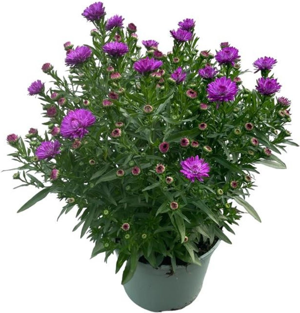 Aster (Aster novi-belgii 'Henry Purple') D 17 H 40 cm