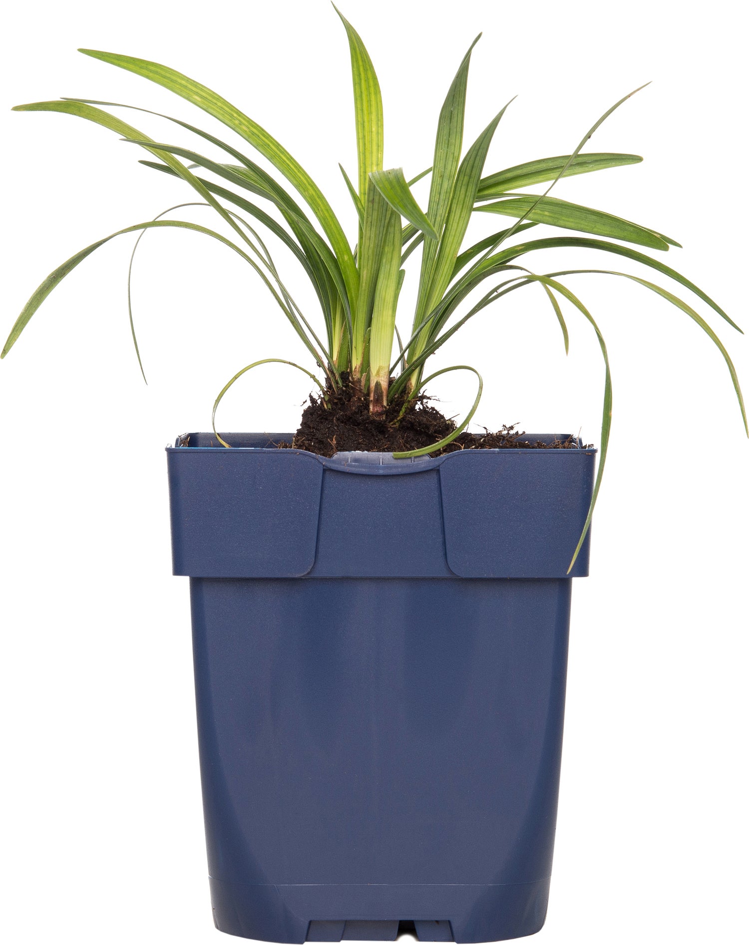 Leliegras (Liriope muscari 'Ingwersen') D 11 H 10 cm